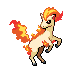 Ponyta