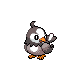Starly (male)